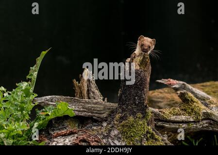 Bébé Weasel peeking de derrière une bûche Banque D'Images