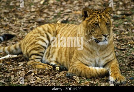 Ligron, race croisée entre Tigre et Lion, Parc Zoologique Banque D'Images