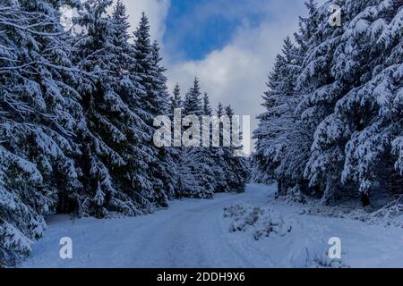 Première petite randonnée d'hiver le long du Rennsteig à travers le Thuringe Forêt - Schneekopf/Allemagne Banque D'Images