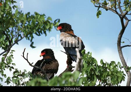 Bateleur Eagle, terathopius ecaudatus, paire debout dans l'arbre, Namibie Banque D'Images