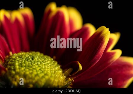 Fleur rouge et jaune sur fond noir Banque D'Images