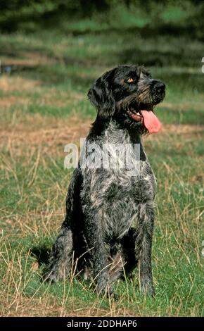 Pointeur allemand à poil dur ou chien Drathaar, adulte assis sur l'herbe Banque D'Images