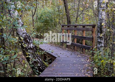 Une piste en bois dans le parc national de Kampinos, Pologne. Ce chemin mène à travers une forêt de bouleau dans les profondeurs de la nature sauvage. Banque D'Images