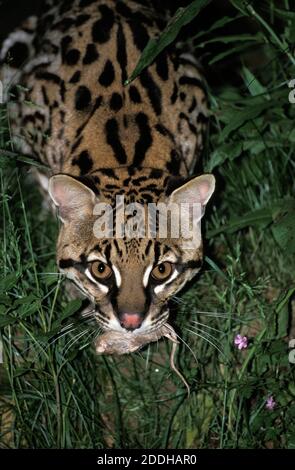 Ocelot, leopardus pardalis, adulte prenant Rat Banque D'Images