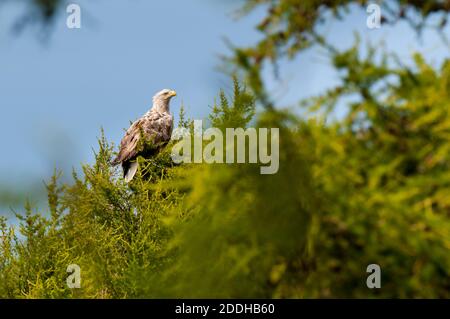 Un aigle à queue blanche adulte (Haliaeetus albicilla) assis au sommet d'un conifères au Loch an Draing, dans le nord-ouest de l'Écosse. Juin. Banque D'Images