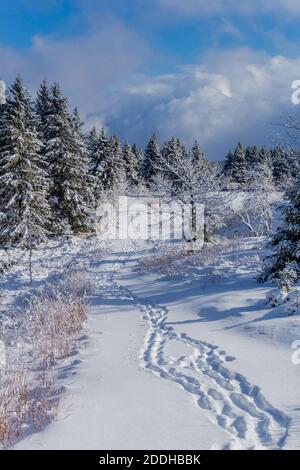 Première petite randonnée d'hiver le long du Rennsteig à travers le Thuringe Forêt - Schneekopf/Allemagne Banque D'Images