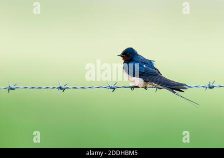 Un hirondelle de grange adulte (Hirundo rustica) perchée sur une clôture barbelée sur une terre agricole de l'île de Shepey dans le Kent. Juillet. Banque D'Images