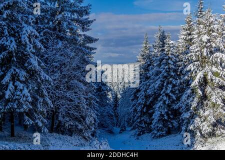 Première petite randonnée d'hiver le long du Rennsteig à travers le Thuringe Forêt - Schneekopf/Allemagne Banque D'Images