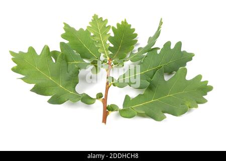 Couper la branche de chêne avec des feuilles vertes isolées sur fond blanc. Photo haute résolution. Profondeur de champ complète. Banque D'Images