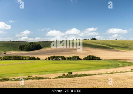 Wiltshire Downs, prairie de craie près de Beckhampton Gallops.Campagne typiquement anglaise dans le Wiltshire, Angleterre, Royaume-Uni Banque D'Images