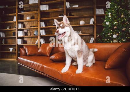 Jeune chiot mignon de la race de chien Husky sibérien mâle jouant et se reposant sur un canapé marron dans la salle de design européen classique, décorée pour les vacances du nouvel an Banque D'Images