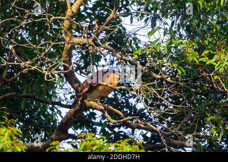 Héron de nuit roux perché sur une branche d'arbre à Palawan, Philippines Banque D'Images