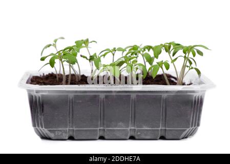 Jeunes plants de tomates dans un récipient en plastique transparent isolé sur fond blanc Banque D'Images