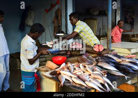 Weligama, Sri Lanka - avril 2017: Homme vendant du poisson frais cru sur le marché local en plein air dans la rue Banque D'Images