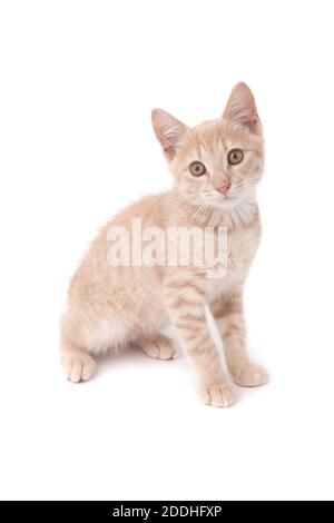 Un portrait d'un chaton de couleur sable tourné contre un arrière-plan blanc Banque D'Images