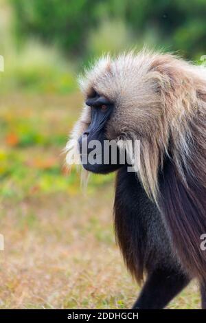 Portrait du singe babouin, montagnes Simien, Éthiopie Banque D'Images