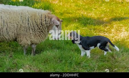 un mouton et un petit chien face à face et se regardent l'un l'autre Banque D'Images