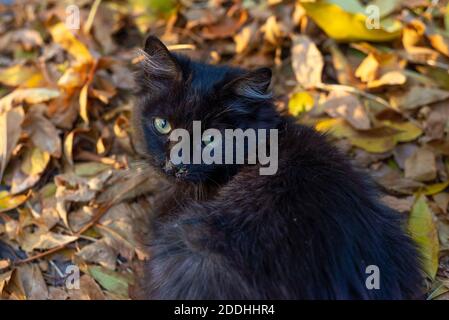 petit chaton noir de rue malade avec la rhinite, assis sur les feuilles jaunes d'automne. Rhinite chez les chats, maladies virales et allergiques chez les animaux à l'automne Banque D'Images