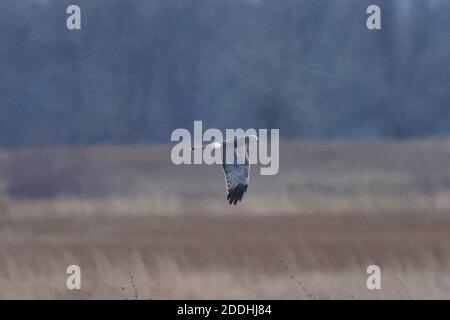 Buse d'Harrier mâle « Grey Ghost » Banque D'Images