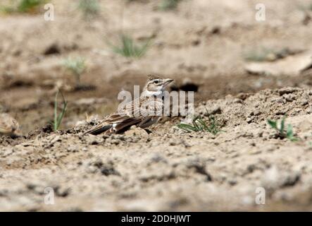 Calandra Lark (Melanocorypha calandra psammochora) adulte dans le désert de Taukum, Kazakhstan Mai Banque D'Images