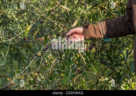 Production d'huile d'olive la plus au nord à Pulheim, en Allemagne Banque D'Images