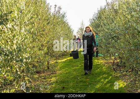 Production d'huile d'olive la plus au nord à Pulheim, en Allemagne Banque D'Images