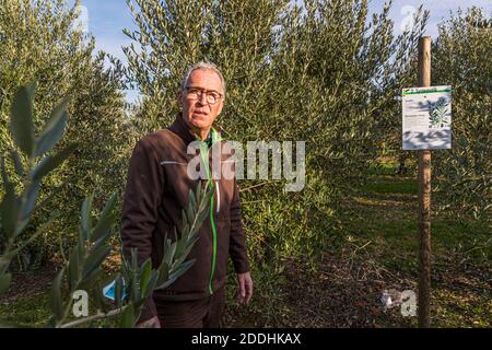 Production d'huile d'olive la plus au nord à Pulheim, en Allemagne Banque D'Images