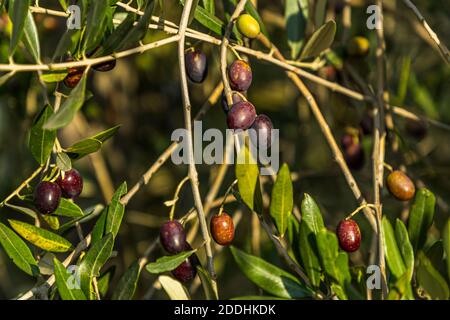 Olives allemandes mûres. À partir d'octobre, la couleur du fruit commence à changer de vert à noir. Botanique, l'olive est une drupe. Les fruits à olives poussent jusqu'à trois centimètres. Production d'huile d'olive la plus au nord à Pulheim, en Allemagne Banque D'Images