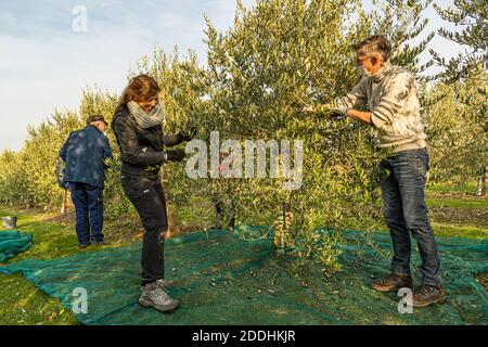 Récoltez dans l'oliveraie la plus septentrionale du monde. Récolte d'olives à Pulheim près de Cologne. Parmi les pêcheurs, tous les amis du quartier, se trouve également l'expert en huile d'olive éprouvé Carmen Sanchez-Garcia. Production d'huile d'olive la plus au nord à Pulheim, en Allemagne Banque D'Images