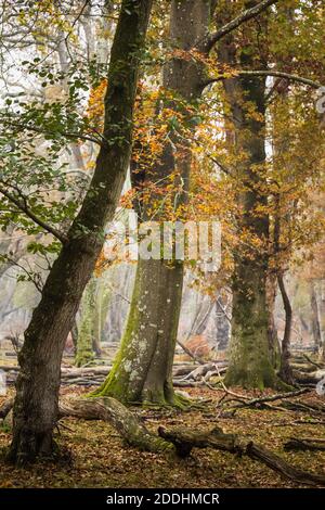 Nouvelles scènes de forêt Banque D'Images