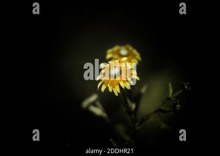 Image ultraviolette d'une paire de susans à yeux noirs. On croit que les « anneaux de couleur » aident les insectes à se vectoriser sur la fleur pour la pollinisation. Banque D'Images