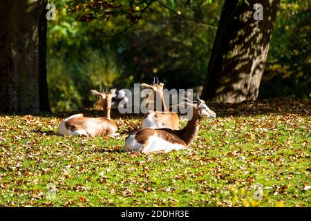 La gazelle dama, Gazella dama mhorr ou gazelle de mhorr est une espèce de gazelle. vit en Afrique dans le désert du Sahara et du Sahel et parcourt le désert sh Banque D'Images