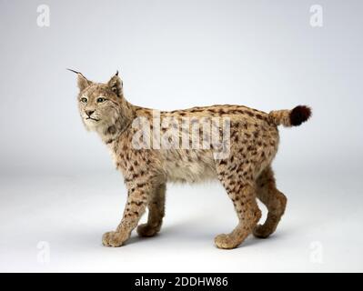 Lynx Taxidermy Lynx pardinus, Sciences naturelles, Zoologie, Taxidermy, animal, chat, animaux étonnants Banque D'Images