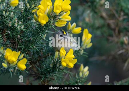 Goldcrest- Regulus regulus perches sur la floraison Gorse-Ulex Banque D'Images