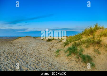 Magnifique lever de soleil doré sur les dunes côtières et les jeunes dunes Recouvert d'herbe de maram avec vue vers les Hollandais Plage de la mer du Nord Banque D'Images