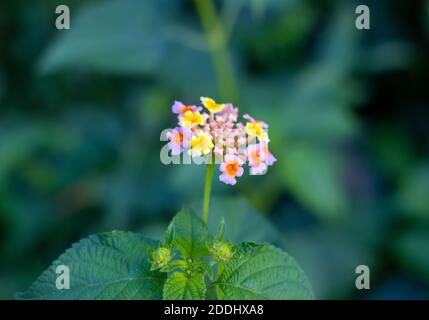 Belle fleur de lantana indienne multicolore et colorée Banque D'Images