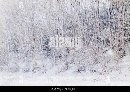 Fremont Cottonwood arbres dans la tempête de neige de novembre; Vandaveer Ranch; Salida; Colorado; États-Unis Banque D'Images