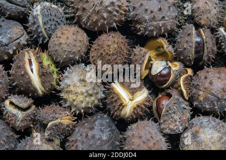 Masses de conkers déchus de l'arbre d'Aesculus hippocastanum mendiant à ouvrir en deux parties le conker de semences révélateur à l'intérieur Banque D'Images