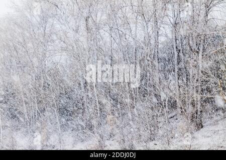 Fremont Cottonwood arbres dans la tempête de neige de novembre; Vandaveer Ranch; Salida; Colorado; États-Unis Banque D'Images