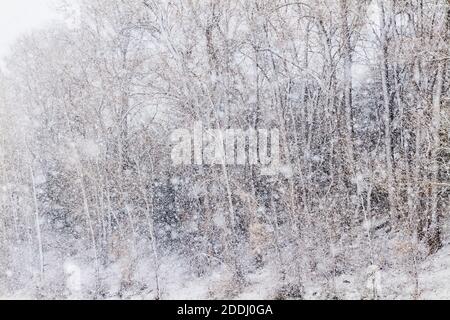 Fremont Cottonwood arbres dans la tempête de neige de novembre; Vandaveer Ranch; Salida; Colorado; États-Unis Banque D'Images