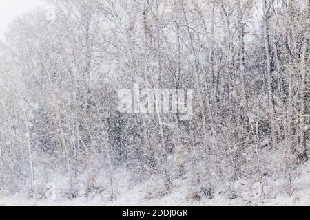 Fremont Cottonwood arbres dans la tempête de neige de novembre; Vandaveer Ranch; Salida; Colorado; États-Unis Banque D'Images