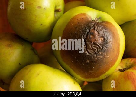 Timbre brun contusionné sur la croissance de la pomme de Monilinia à la cuisson de bramley fructicola dans un bol de fruits qui semble avoir un visage mauvais dans le groupe Banque D'Images