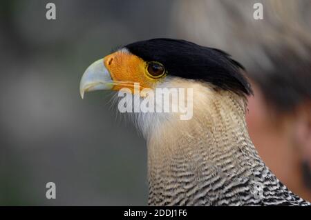 Caracara huppé à Greifenwarte en Allemagne Banque D'Images