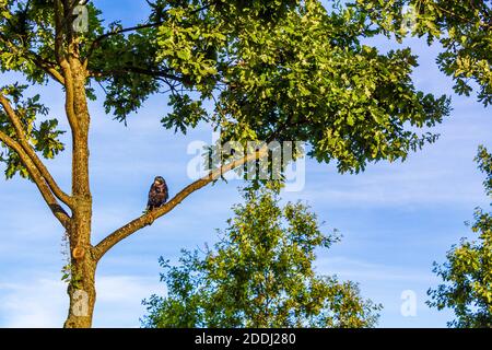 Oiseau corbeau blackbird assis sur une succursale au lever du soleil en Suède. Banque D'Images