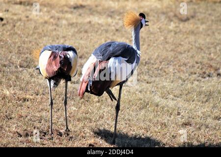 Deux grues couronnées dans un champ sec le jour Banque D'Images