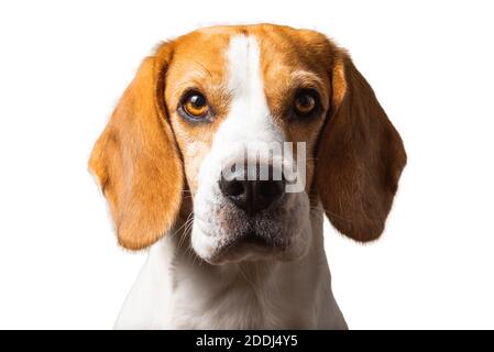 Magnifique tête de chien beagle isolée sur fond blanc Banque D'Images