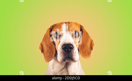 Magnifique tête de chien beagle isolée sur fond vert Banque D'Images