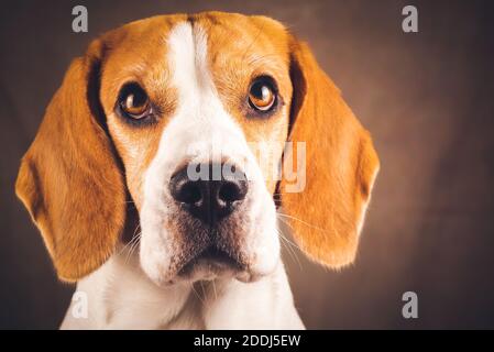 Magnifique tête de chien beagle isolée sur fond marron foncé Banque D'Images