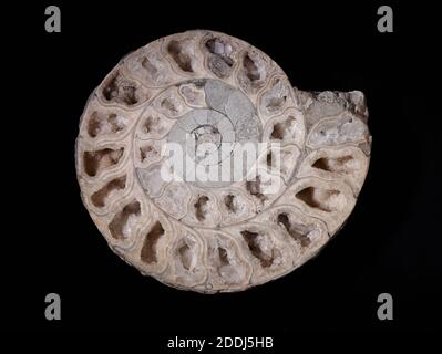 Section Ammonite, Collection de sciences naturelles, Paléontologie Banque D'Images