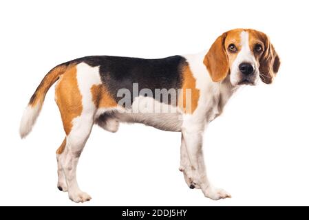 Corps entier de chien beagle isolé sur fond blanc. Chien mâle debout, vue latérale. Banque D'Images